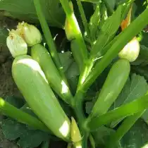 Цуккини «Арал F1»