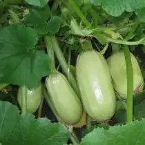 Кабачок «Грибовский 37»