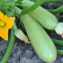 Кабачок «Ленуца F1»