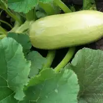 Кабачок «Ролик»