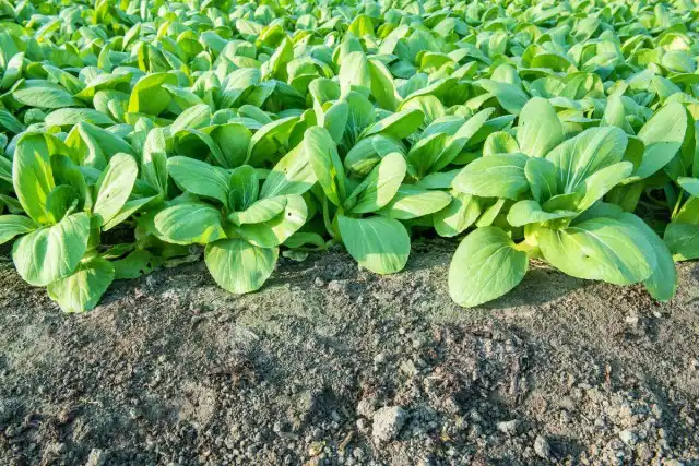 Китайская листовая капуста пак-чой