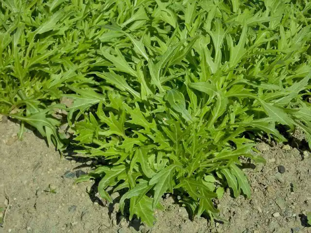 Капуста мизуна