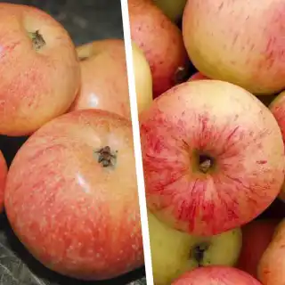 Дерево-сад "Яблоня Конфетное - Сахарный Мирон" с двумя привитыми сортами