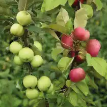 Дерево-сад яблоня