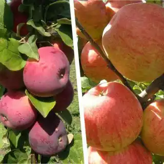 Дерево-сад "Яблоня Лобо - Хонней Крисп" с двумя привитыми сортами