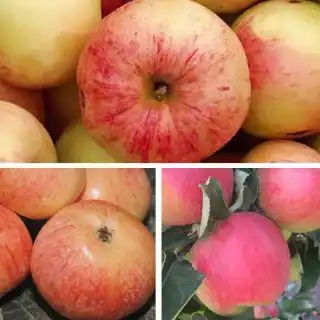 Дерево-сад "Яблоня Мелба - Конфетное - Сахарный Мирон" с тремя привитыми сортами