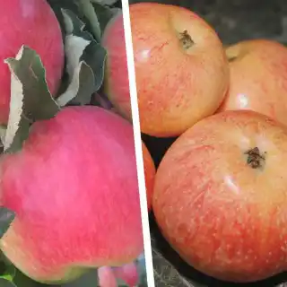 Дерево-сад "Яблоня Мельба - Конфетное" с двумя привитыми сортами