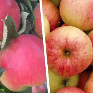 Дерево-сад "Яблоня Мельба - Сахарный Мирон" с двумя привитыми сортами