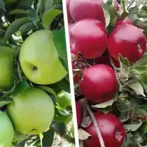 Многосортовое дерево-сад "Яблоня Симиренко - Мекинтош" с двумя привитыми сортами
