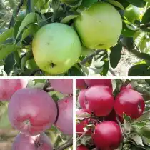 Многосортовое дерево-сад "Яблоня Симиренко - Спартан - Мекинтош" с тремя привитыми сортами