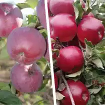 Многосортовое дерево-сад "Яблоня Спартан - Мекинтош" с двумя привитыми сортами