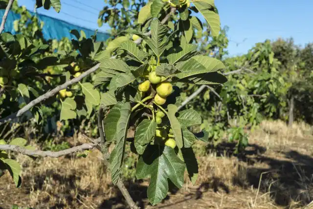 Место для инжира в саду стоит выбирать солнечное и, желательно, защищённое от северных и восточных ветров