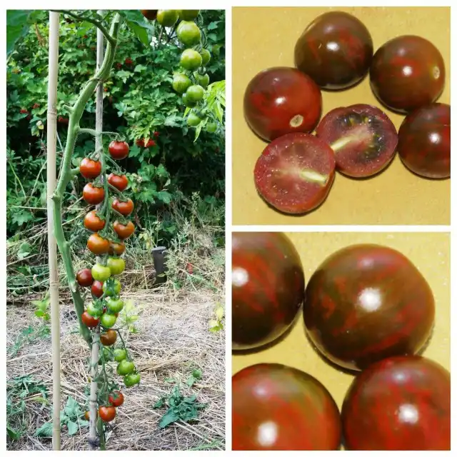 Томаты черри «Пурпурный шмель» (Purple Bumble Bee)