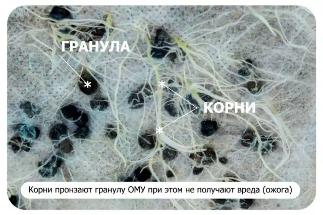 Корневая система растения и гранулы ОМУ