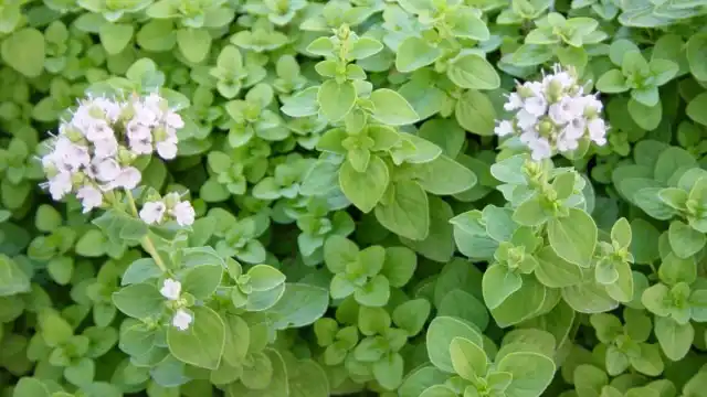 Майоран (Origanum maijorana L.)
