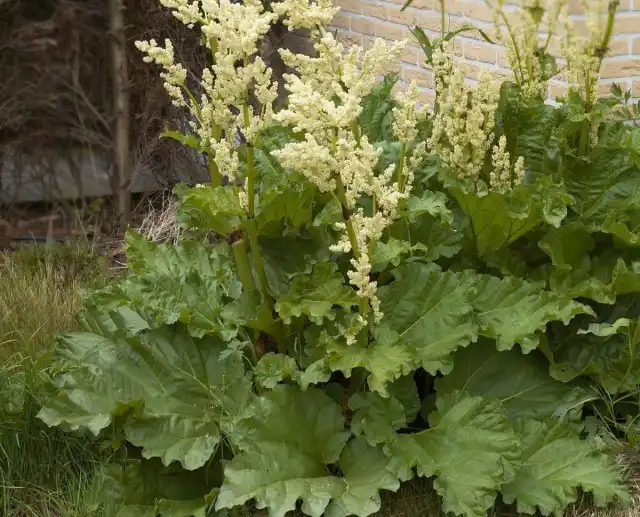 Ревень огородный (Rheum rhaponticum)