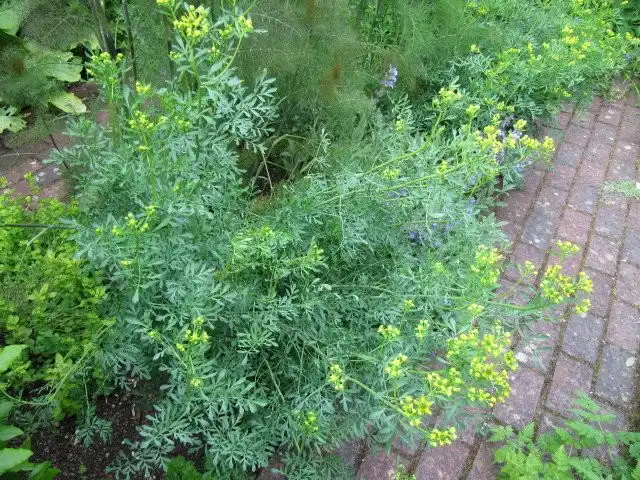 Рута пахучая или душистая (Rutaceae graveolens L.)