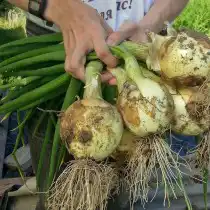 Лук репчатый «Эксибишен F1»