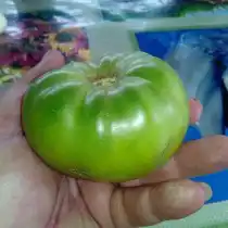 Томат «Антоновка медовая»
