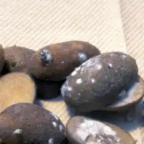 Фитофтороз клубней картофеля