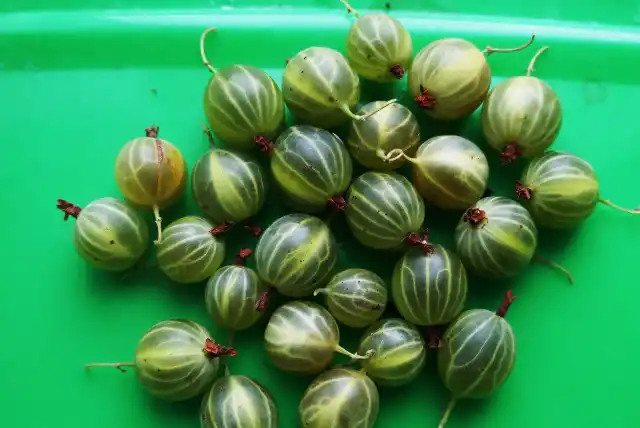 Крыжовник «Берилл»