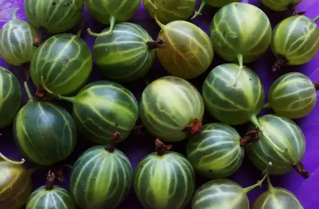 Крыжовник «Уральский бесшипный»