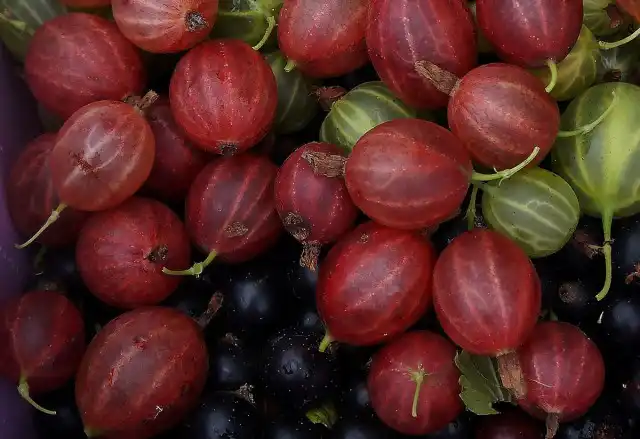 Крыжовник «Шершневский»