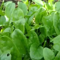 Щавель «Крупнолистный»