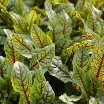 Щавель «Красный»