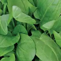 Щавель «Широколистный»