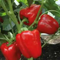 Перец сладкий «Доминатор»