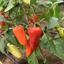 Перец сладкий «Фараон F1»