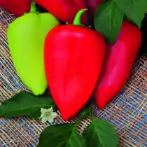 Перец сладкий «Ласточка»