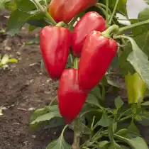 Перец сладкий «Подарок Молдовы»