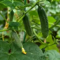 Огурец «Лилипут F1»