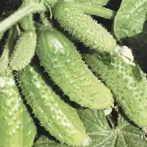 Огурец «Чемпион F1»