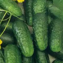 Огурец «Алексеич F1»