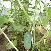 Огурец «Весна F1»