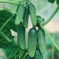 Огурец «Детки на ветке F1»