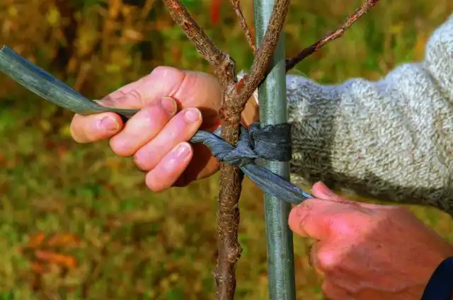 Молодые саженцы нужно обязательно подвязывать к опорам