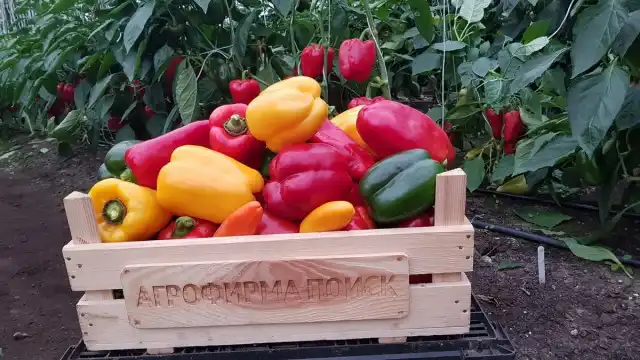 Найкращі сорти перцю на