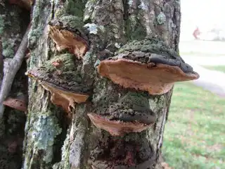 Ложный трутовик (Phellinus igniarius)