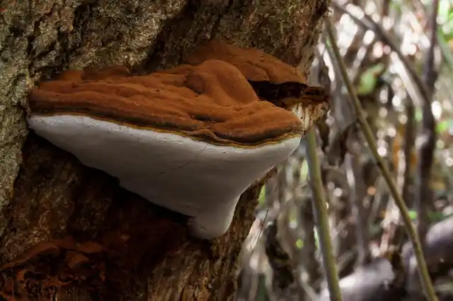 Плоский трутовик (Ganoderma applanatum)