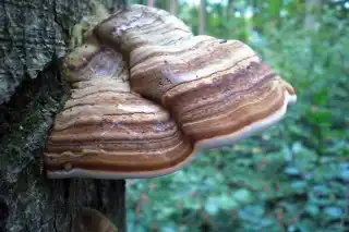 Настоящий трутовик (Fomes fomentarius)