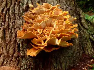 Серно-желтый трутовик (Laetiporus sulphureus)