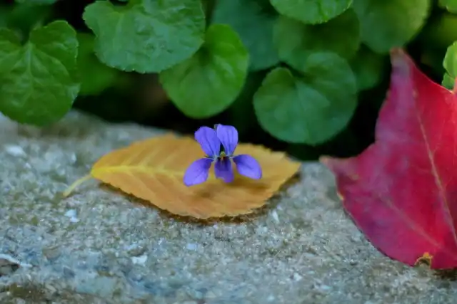 Осенний цветок фиалки лесной