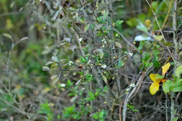 Осеннее цветение тёрна