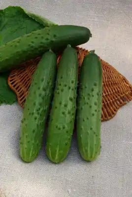 Партенокарпический гибрид огурца «Хрустляндия F1»