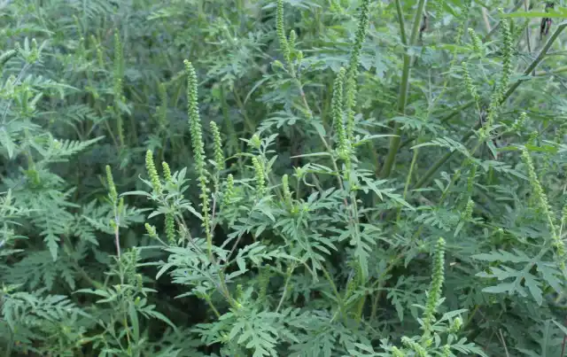 Абсолютно здоровый человек может в течение нескольких дней стать аллергиком, если воздух наполнен пыльцой цветущих растений амброзии