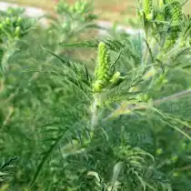 Амброзия голометельчатая (Ambrosia psilostachya DC)